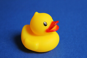 Yellow rubber duck isolated on blue background, plastic animal, figurine, colorful duck toy
