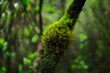 Close-Up of Moss Growth on a Branch in a Forest Environment