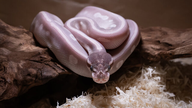 Mystic Potion Ball Python Curled on Wood