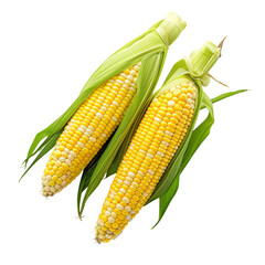 Two ears of yellow corn with vibrant green husks