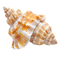 Close-up of a spiral seashell, showcasing intricate patterns of orange and white