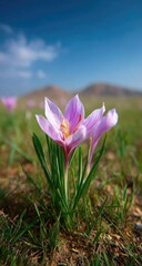 Close-up of a delicate, light purple crocus blossom in a grassy field, with a mountainous backdrop