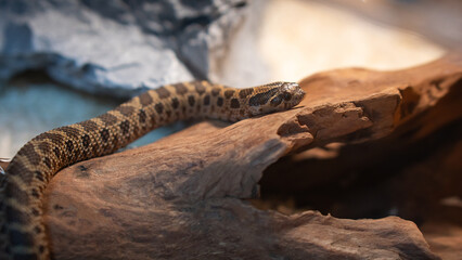 Arctic Sable Hognose Snake Exploring Terrarium Wood