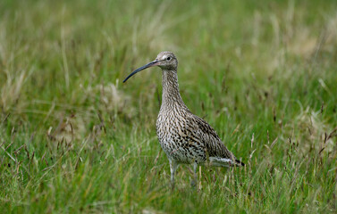 Courlis cendré,Numenius arquata, Eurasian Curlew