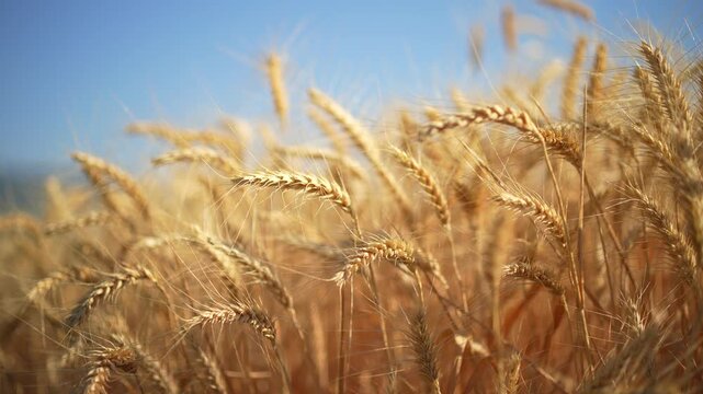 Golden wheat field in summer
