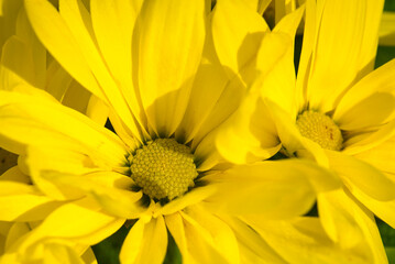 yellow flower closeup