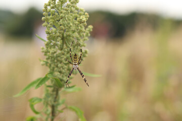 Argiope bruennichi. A bright spider weaves a web against the background of a field. A spider with a striped yellow-black-white abdomen, close-up. The spider's venom is weak, safe for humans