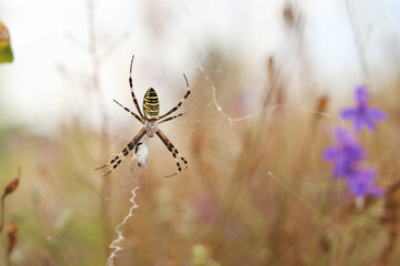 Argiope bruennichi. A bright spider weaves a web against the background of a field. A spider with a striped yellow-black-white abdomen, close-up. The spider's venom is weak, safe for humans