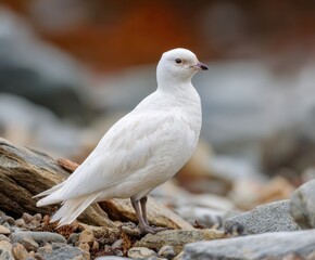 Fototapeta premium Snowy sheathbill, Chionis alba, in the wild