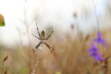 Argiope bruennichi. A bright spider weaves a web against the background of a field. A spider with a striped yellow-black-white abdomen, close-up. The spider's venom is weak, safe for humans