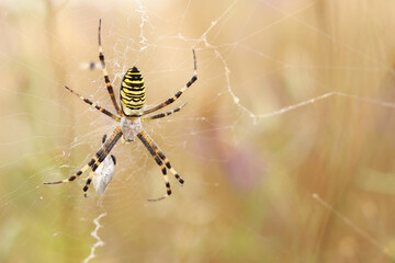 Argiope bruennichi. A bright spider weaves a web against the background of a field. A spider with a...