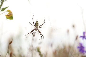 Argiope bruennichi. A bright spider weaves a web against the background of a field. A spider with a striped yellow-black-white abdomen, close-up. The spider's venom is weak, safe for humans