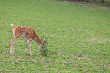 Male baby deer - Fawn is in the green meadow