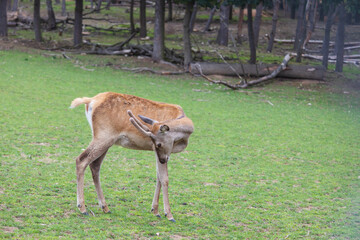 Male baby deer - Fawn is in the green meadow