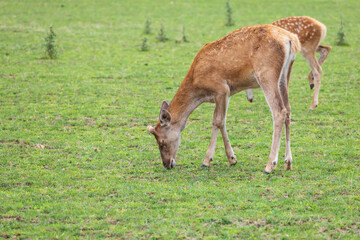 Male baby deer - Fawn is in the green meadow