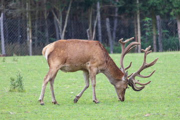 Deer - Cervus and doe in a green meadow at the edge of the forest