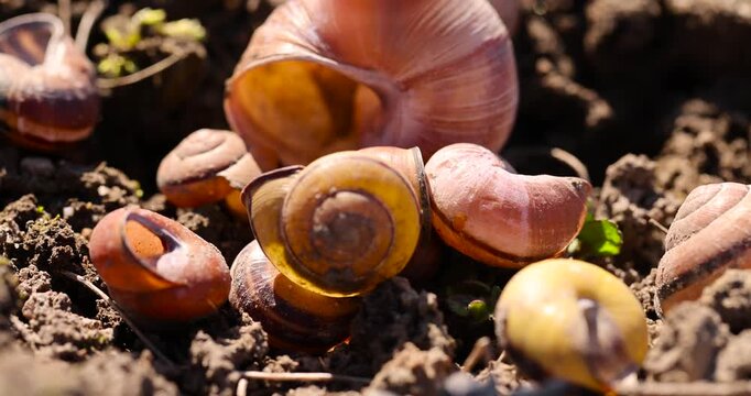 shells of grape snails on the ground, a large number of empty snail shells on the ground after wintering