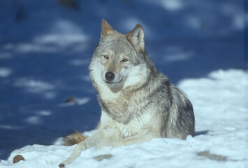 Loup gris-Canis lupus lupus