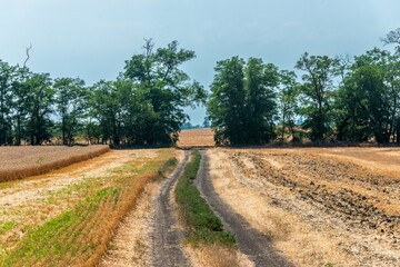 a dirt road through a flat yellow field of mown wheat in southern Russia on a cloudless day in late August