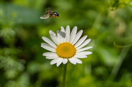 G&auml;nseblume oder Margarete mit fliegender Wildbiene