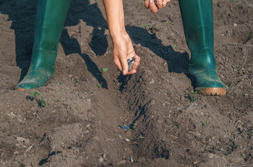 Female hands sow silver coins in plowed black soil. Investment in future, ecology, agriculture.