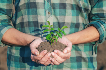 Unrecognizable woman holds in hands green seedling in soil. Nature protection concept. Earth Day.