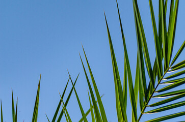 Fototapeta premium A Summer Vacation Scene with a Green Palm Tree. Concept The perfect holiday atmosphere.