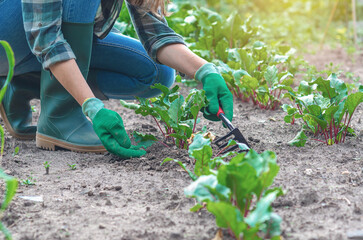 Woman thinning beets, wearing checker shirt and gloves. Organic farming, growing organic vegetables