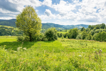 Obraz premium countryside mountain landscape in summer. alpine weather. beautiful view with deciduous tree on the grass field. forest on the distant hill under blue sky with clouds. holiday in organic farmland