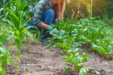 Organic vegetables grown on farms. Woman taking care of red beet growing next to green sweet corn.