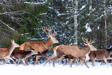 Deers running in snow against winter forest. Wildlife Christmas winter seasonal landscape. Deer cervus elaphus
