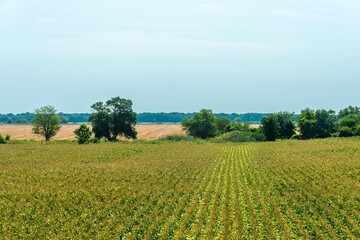 a corn field and a shelterbelt with a couple of bush-covered mounds - ancient burial mounds - on the plains of southern Russia on a hot midsummer day