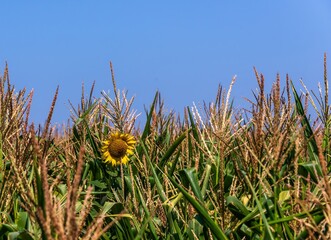 a random (weed-like) bright yellow sunflower flower among a corn field on a bright sunny summer day