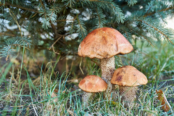 Orange Birch Bolete Mushroom Cluster in Autumn