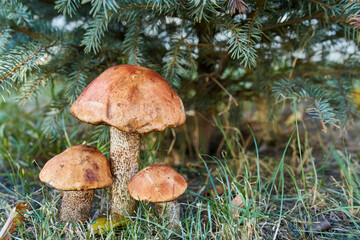 Autumn Scene with Orange Birch Bolete Mushrooms