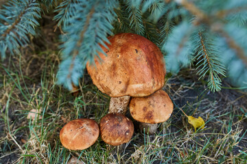 Orange Birch Bolete Mushroom Cluster in Autumn