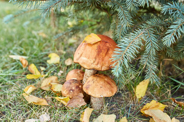 Autumn Scene with Orange Birch Bolete Mushrooms