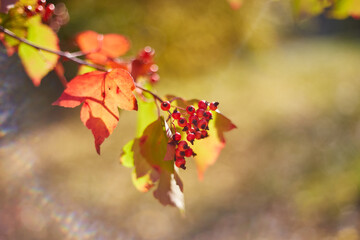 Red Guelder-Rose Berries in Autumn