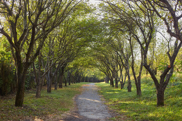 Fototapeta premium Path Through Natural Tree Tunnel Archway