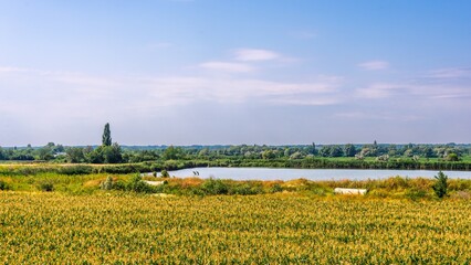A village pond near the Kachazya village, surrounded by a large field of sunflowers on a hot summer sunny day