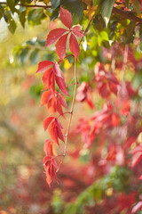 Hanging Vine of Red Virginia Creeper Leaves