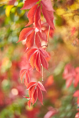 Bright Red Virginia Creeper Leaves in Autumn