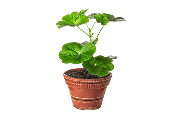 Geranium houseplant in a brown pot isolated on white background