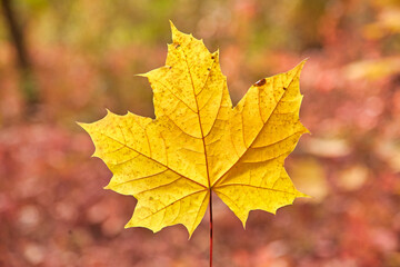 Single Yellow Maple Leaf in Autumn