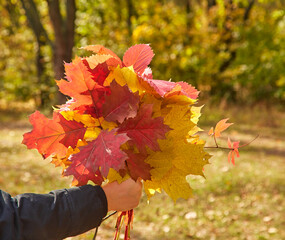 Hand Holding a Bouquet of Autumn Leaves