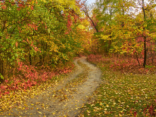 Winding Road Through a Colorful Autumn Forest