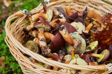 Wicker Basket Full of Freshly Foraged Bolete Mushrooms