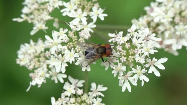 Tachinid fly female ( Phasia hemiptera) a parasitic flying insect found during spring and summer in the British Isles, flies and bugs wildlife stock video footage clip
