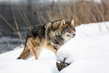 Wolf outdoors near water. European timber wolf Canis Lupus in natural habitat. Muzzle in snow. Wild life.