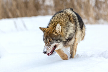 European wolf Canis Lupus running in natural habitat. Wild life. Timber wolf in snow